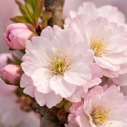 Cherry (Prunus) Amanogawa up to 2.5m tall in a pot - Image 1
