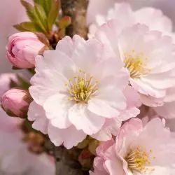 Cherry (Prunus) Amanogawa up to 2.5m tall in a pot