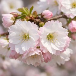 Cherry (Prunus) Shogetsu "Blushing Bride" up to 2.5m tall in a pot