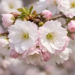 Cherry (Prunus) Shogetsu "Blushing Bride" up to 2.5m tall in a pot