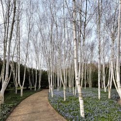 Himalayan Birch tree (Betula utilis jacquemontii) 2m-3.5m tall