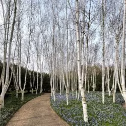 Himalayan Birch tree (Betula utilis jacquemontii) 2m-3.5m tall