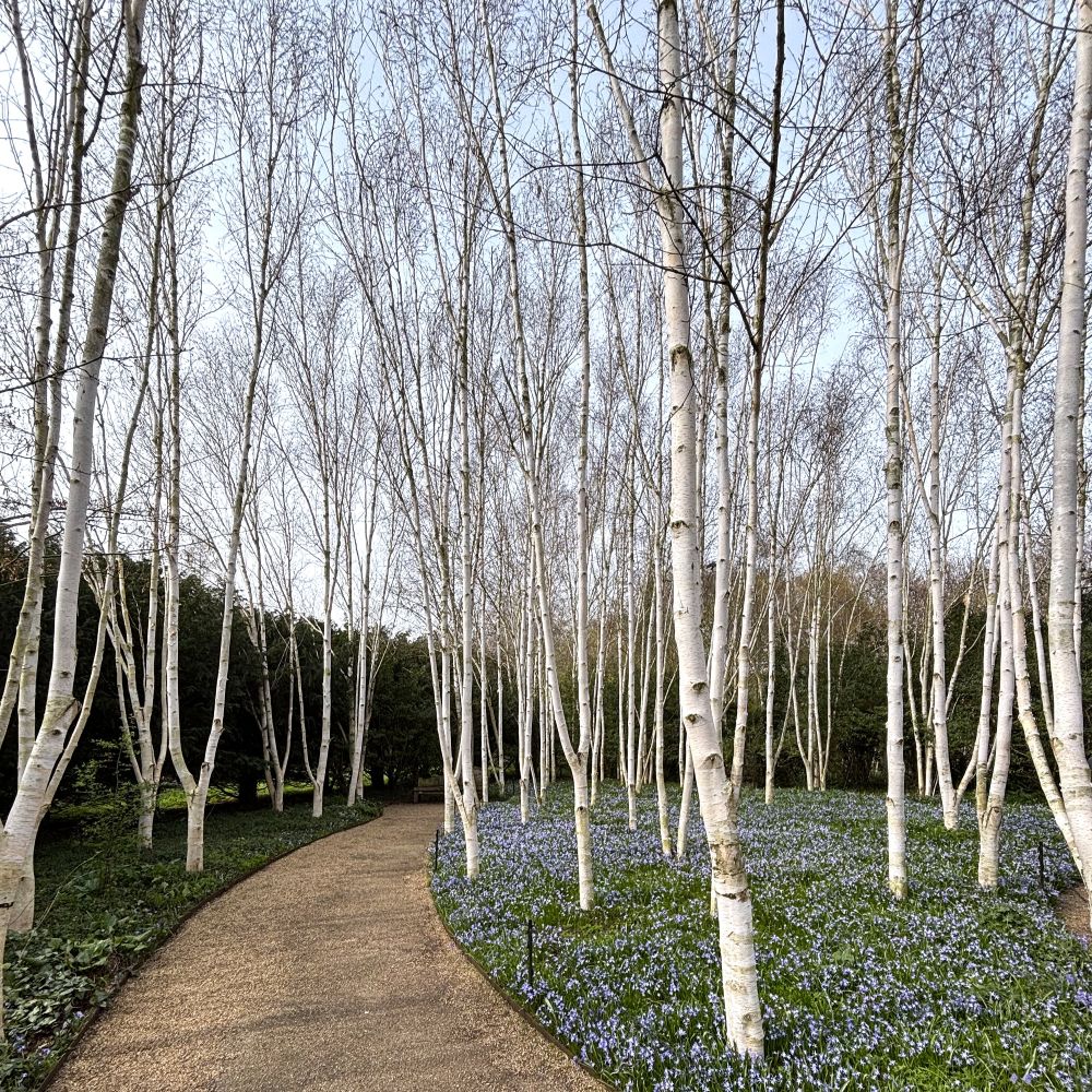 Himalayan Birch tree (Betula utilis jacquemontii) 2m-3.5m tall