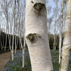 Himalayan Birch tree (Betula utilis jacquemontii) 2m-3.5m tall - Image 3