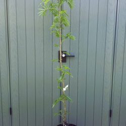 Rowan (Sorbus) Olympic Flame tree up to 2.5m tall - Image 2