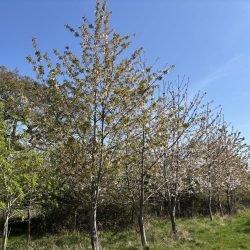 Wild Cherry (Prunus avium) tree