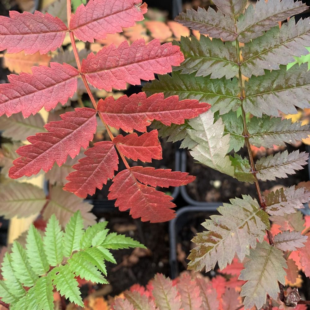 Rowan autumn