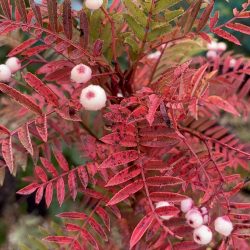 Vilmorin's Rowan (Sorbus vilmorinii) tree - Image 7
