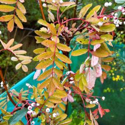 Rowan (Sorbus hupehensis) tree - Image 3