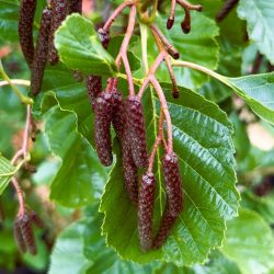 Alder tree (Alnus glutinosa) up to 3m tall - Image 3