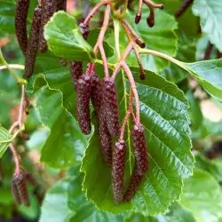 Alder tree (Alnus glutinosa) up to 3m tall - Image 3