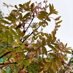 Rowan (Sorbus hupehensis) tree