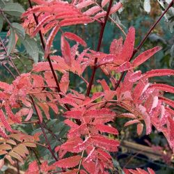 Rowan (Sorbus aucuparia 'autumn spire') tree - Image 3