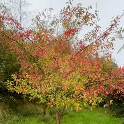 Spindle tree (Euonymus europaeus) in a pot