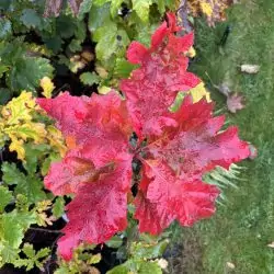 Red Oak (Quercus rubra) tree in a pot