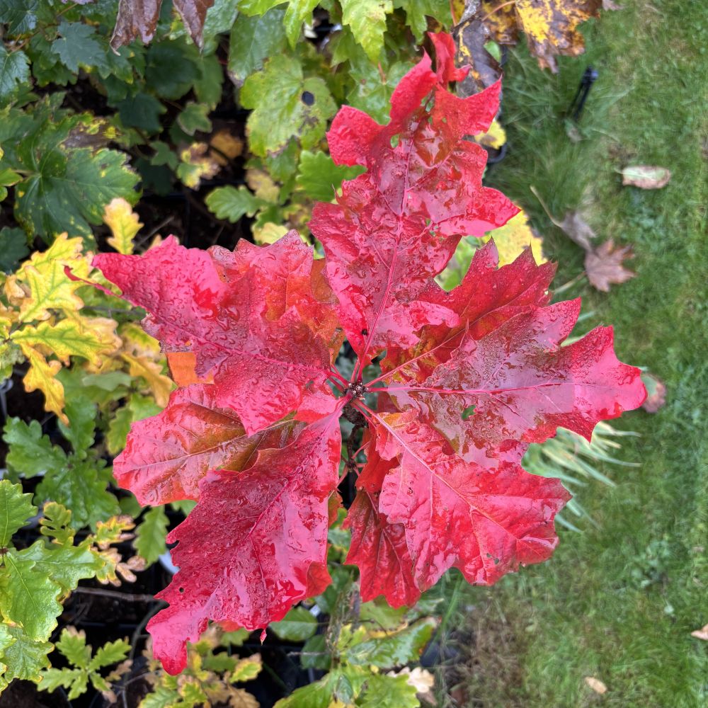 Red Oak (Quercus rubra) tree in a pot