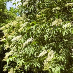 Elderflower - Elderberry (Sambucus nigra) in a pot