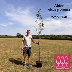 Alder tree (Alnus glutinosa) up to 3.5m tall - Image 2