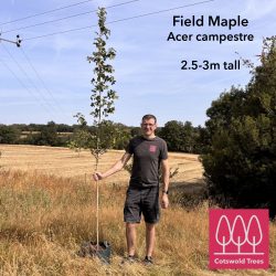 Field Maple tree (Acer campestre) up to 3m tall in a pot - Image 4