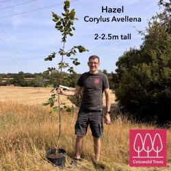 Hazel tree (Corylus avellana) in a pot - Image 3