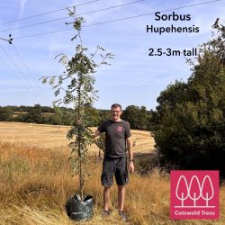 Rowan (Sorbus hupehensis) tree - Image 2