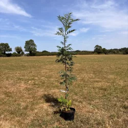 Rowan (Sorbus) Olympic Flame tree up to 2.5m tall