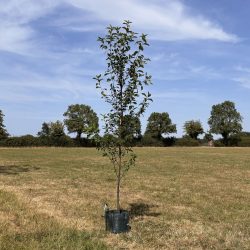 Large trees - 1.8m - 4m tall