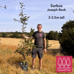 Rowan (Sorbus) 'Joseph Rock' tree - Image 2