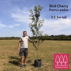 Bird Cherry tree (Prunus padus) in a pot up to 3m tall - Image 2