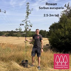 Rowan - Mountain ash tree (Sorbus aucuparia) 1.5m-3m tall - Image 3