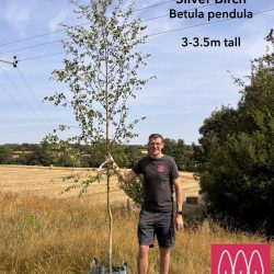 Silver Birch (Betula pendula) tree up 4m tall in a pot - Image 4
